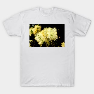 Scented Paperbark T-Shirt